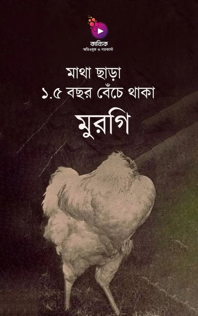 মাথা ছাড়া ১.৫ বছর বেঁচে থাকা মুরগি!